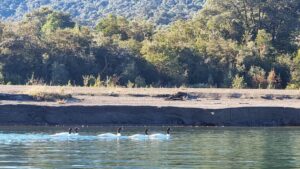 cisnes en el lago Chapo